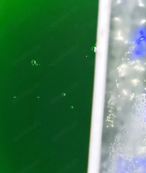 Phytoplankton Synechococcus Cyanobakterien Plankton, Meerwasser
