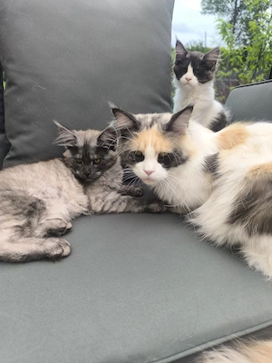 Maine Coon Kitten mit Stammbaum