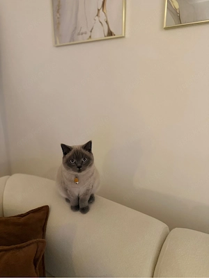 Deckkater  Bild 3
