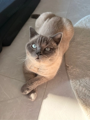 Deckkater  Bild 4