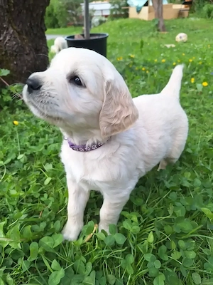 Golden Retriever Welpen 