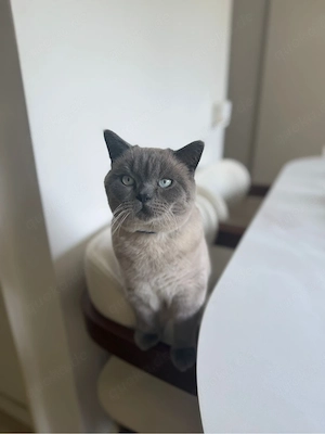 Deckkater 
