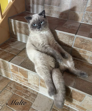 BKH-Schmusekater