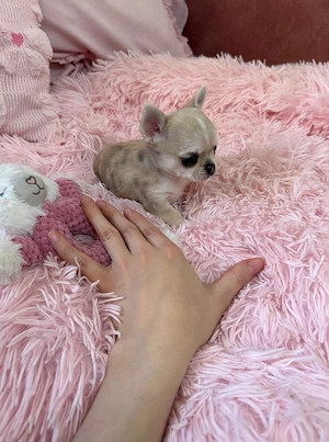 Mini Chihuahua Rüde 