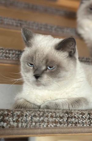 zauberhafte BKH-Jungkater abzugeben