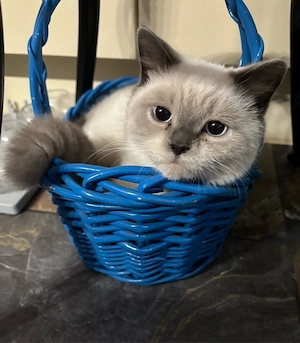 BKH-Schmusekater