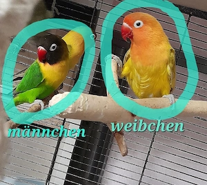 Agaporniden Pfirsichköpfchen Unzertrennliche Schwarzköpfchen 