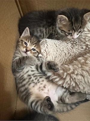 Traumhafte Kitten   kinderlieb, verschmust & sozialisiert aus Kindertagespflege EKH Mix Katze Kater