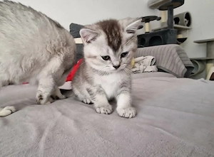 Suesser BKH Kater abzugeben 