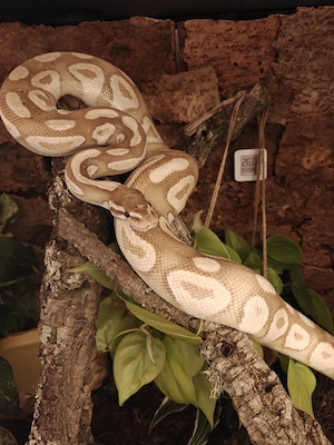 Königspython 1.0 Super Banana Adult