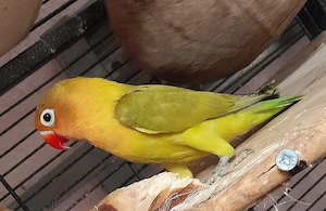 Agaporniden Unzertrennliche Pfirsichköpfchen Lovebirds