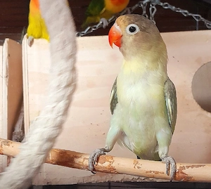 Agaporniden Unzertrennliche Pfirsichköpfchen Lovebirds