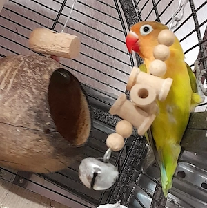 Agaporniden Unzertrennliche Pfirsichköpfchen Lovebirds