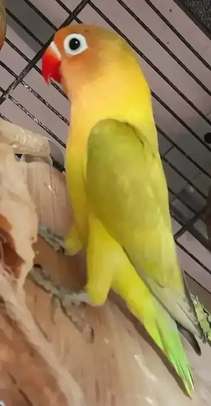 Agaporniden Unzertrennliche Pfirsichköpfchen Lovebirds