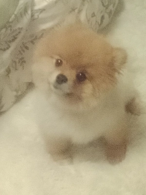 Pomeranien Zwergspitz 