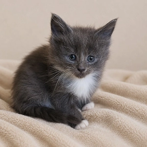Reinrassige XL Maine coon Kitten 