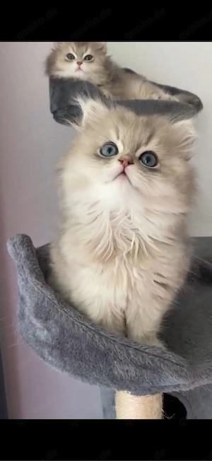 2 zauberhafte Britisch Langhaar Kitten suchen ein liebevolles Zuhause 