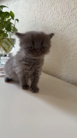 haus katze