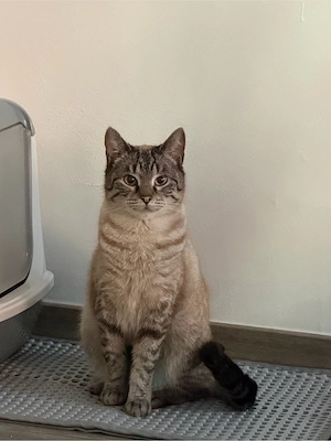 Britisch Kurzhaar Katze