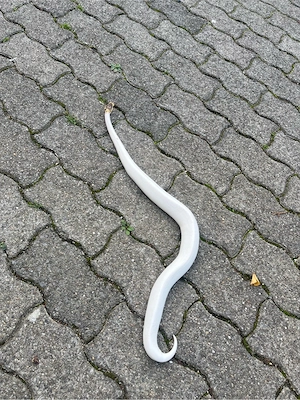 Königspython Bild 4