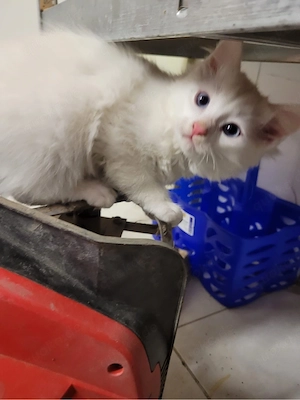 Zauberhafte Kitten sucht ein neues Zuhause