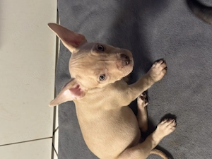 American Pocket Bully 10 wochen alte Merle Hündin 