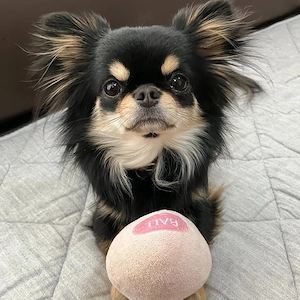 11 Monate alte Chihuahua-Hündin sucht dringend ein neues Zuhause.