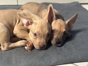 American Pocket Bully Hündin 10 wochen alt