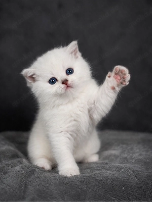 Bkh Britisch Kurzhaar Kitten mit Stammbaum