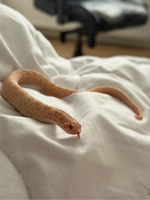 Hakennasennatter