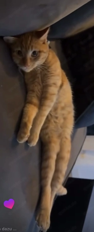 Liebevoller Kater sucht schönes Zuhause 