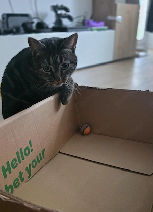 Zuhause für zwei Katzen gesucht  Bild 5
