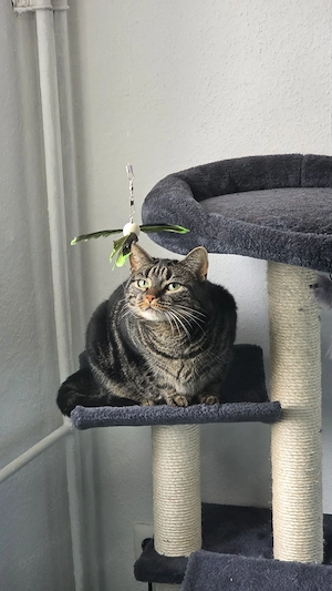 Zuhause für zwei Katzen gesucht  Bild 2