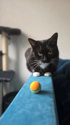 Zuhause für zwei Katzen gesucht 
