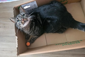 Zuhause für zwei Katzen gesucht  Bild 3