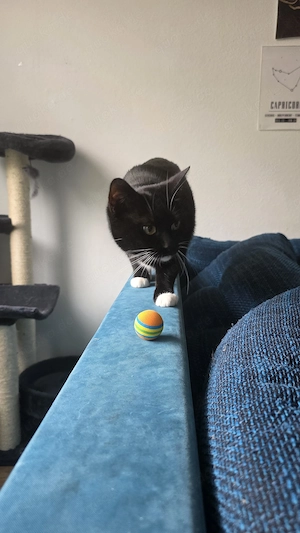 Zuhause für zwei Katzen gesucht  Bild 4