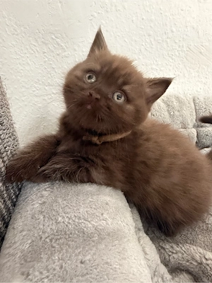 Bkh Kitten 