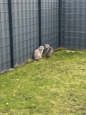 Zwei liebe BKH-Kater (5 Jahre) nur zusammen abzugeben   komplett ausgestattet