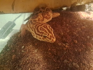 Leopardgecko Männlich 5 Jahre