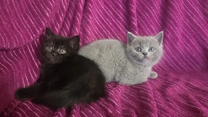 Bkh Kitten abzugeben Bild 3