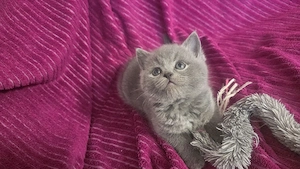 Bkh Kitten abzugeben Bild 2