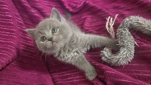 Bkh Kitten abzugeben Bild 4