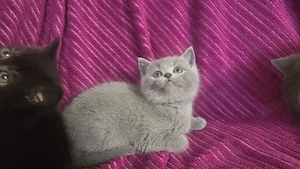 Bkh Kitten abzugeben Bild 5