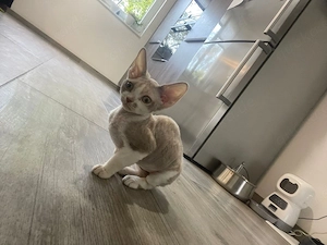 Devon Rex Mädchen