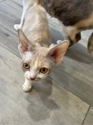 Wunderschönes Devon Rex Mädchen sucht ein liebevolles Zuhause. Kein Liebhaberpreis!  