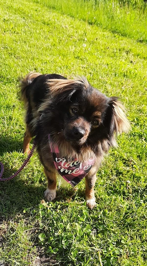 Kleine Prinzessin sucht dringend