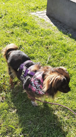 Kleine Prinzessin sucht Bild 7