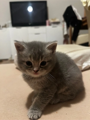 kitten zu verkaufen
