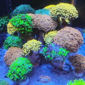 Euphyllia Paraancoras 