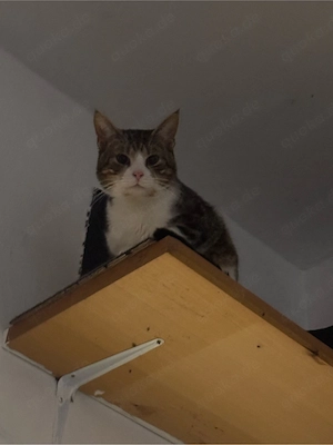 kater abzugeben 